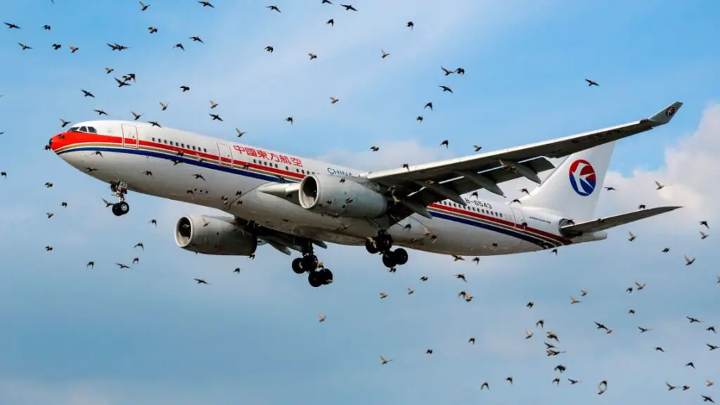 This is what happens when a plane collides with a bird