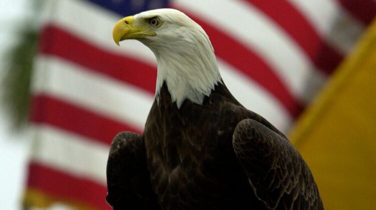 Biden signs a bill officially making the bald eagle the national bird of the US