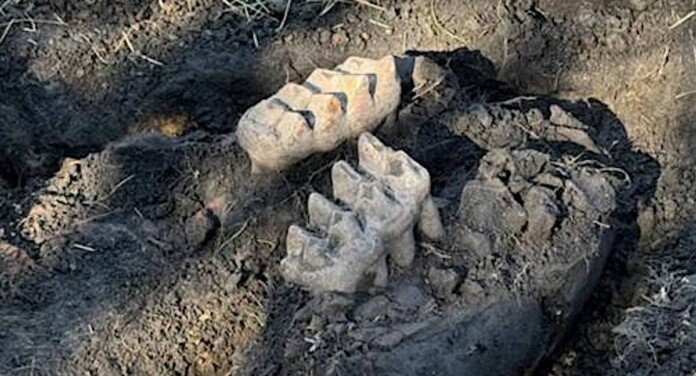 New York Homeowner’s Yardwork Reveals Complete Mastodon Jaw Bones and Teeth