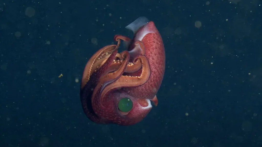 NOAA Scientists Find Metallic Strawberry Squid