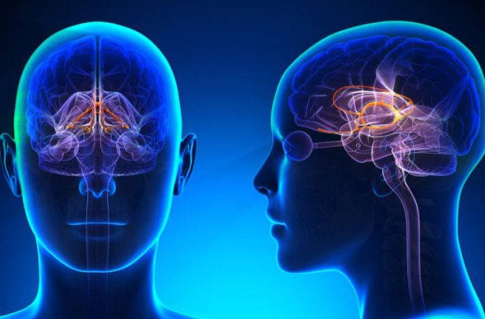 Dopamine release in the brain occurs at two different times: When you eat and when food reaches your stomach