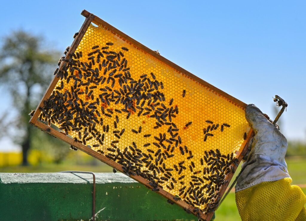 How Long And How Many Bees Need To Work For 1 Tablespoon Of Honey?