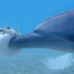 Dolphins May Be Using Toxic Pufferfish to Get High