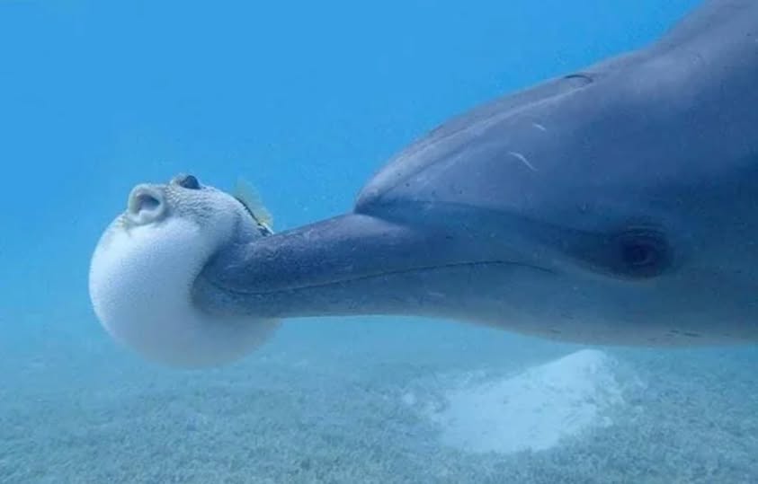 Dolphins May Be Using Toxic Pufferfish to Get High