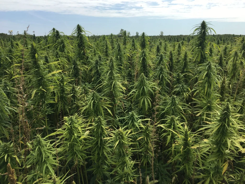 Can Growing Hemp Solve Our Climate Emission Problem?