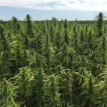 Can Growing Hemp Solve Our Climate Emission Problem?